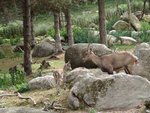 Spanish ibex