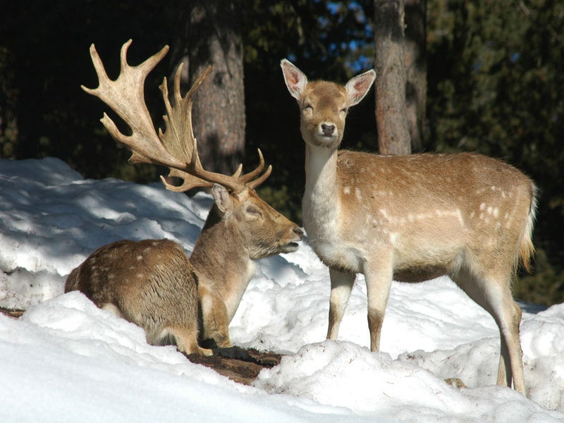 Parc animalier Les Angles