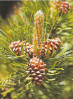 Silver pine